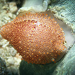 Ovula costellata 